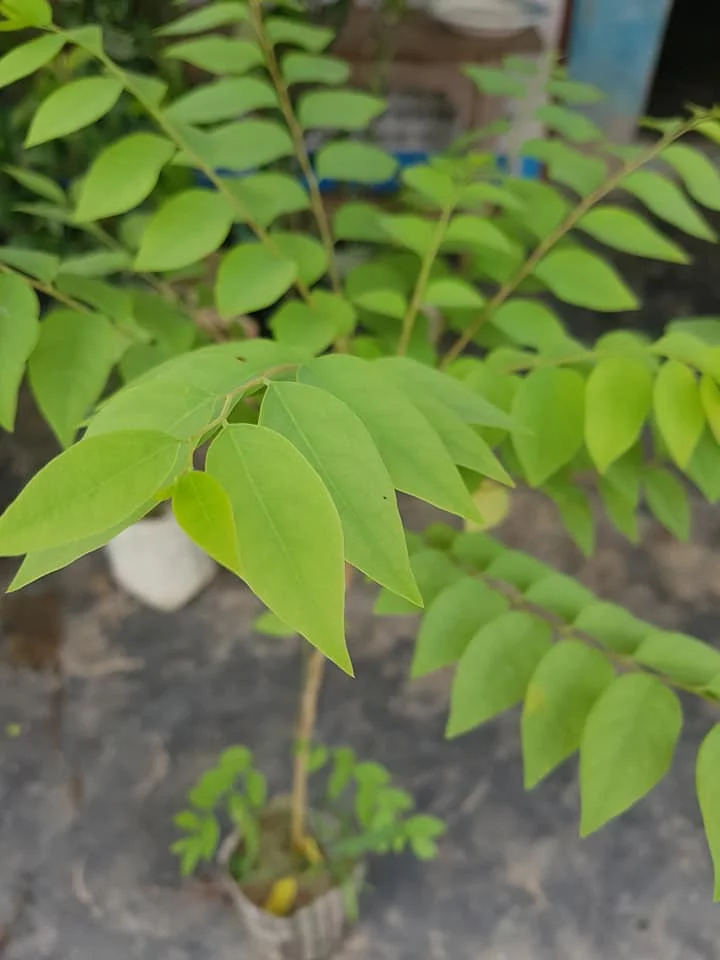 Star Gooseberry (Orboroi) Plant For Sale in Bangladesh - GETSVIEW Market