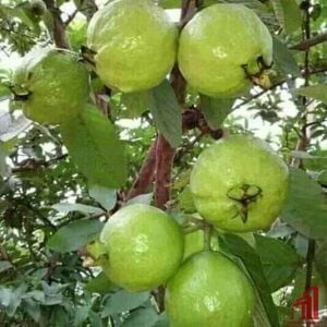 Thai 7 Guava Plant For Sale - GETSVIEW Market