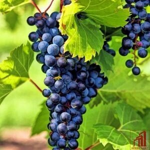 Thai Black Grapes Tree BD - GETSVIEW Market