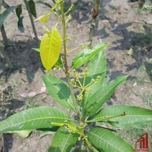 Surma Fazli Mango Plant