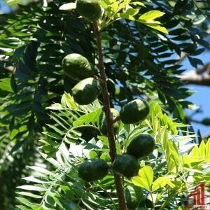 Thai Hog Plum (Amra)