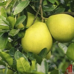 Thai Pomelo (12-Month)