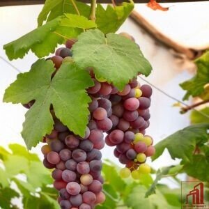 Thai Red Grapes BD - GETSVIEW Market