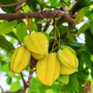 Thai Sweet Star Fruit