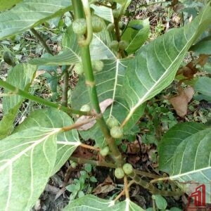 Variegated Fig Plant