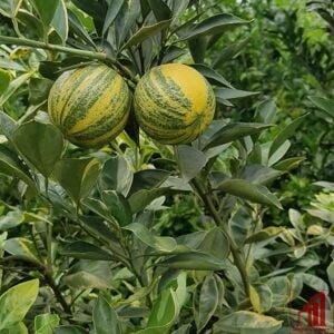 Variegated Malta For Sale in Bangladesh - GETSVIEW Market