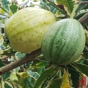 Variegated guava