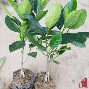 Vietnami Jackfruit Plant For Sale - GETSVIEW Market