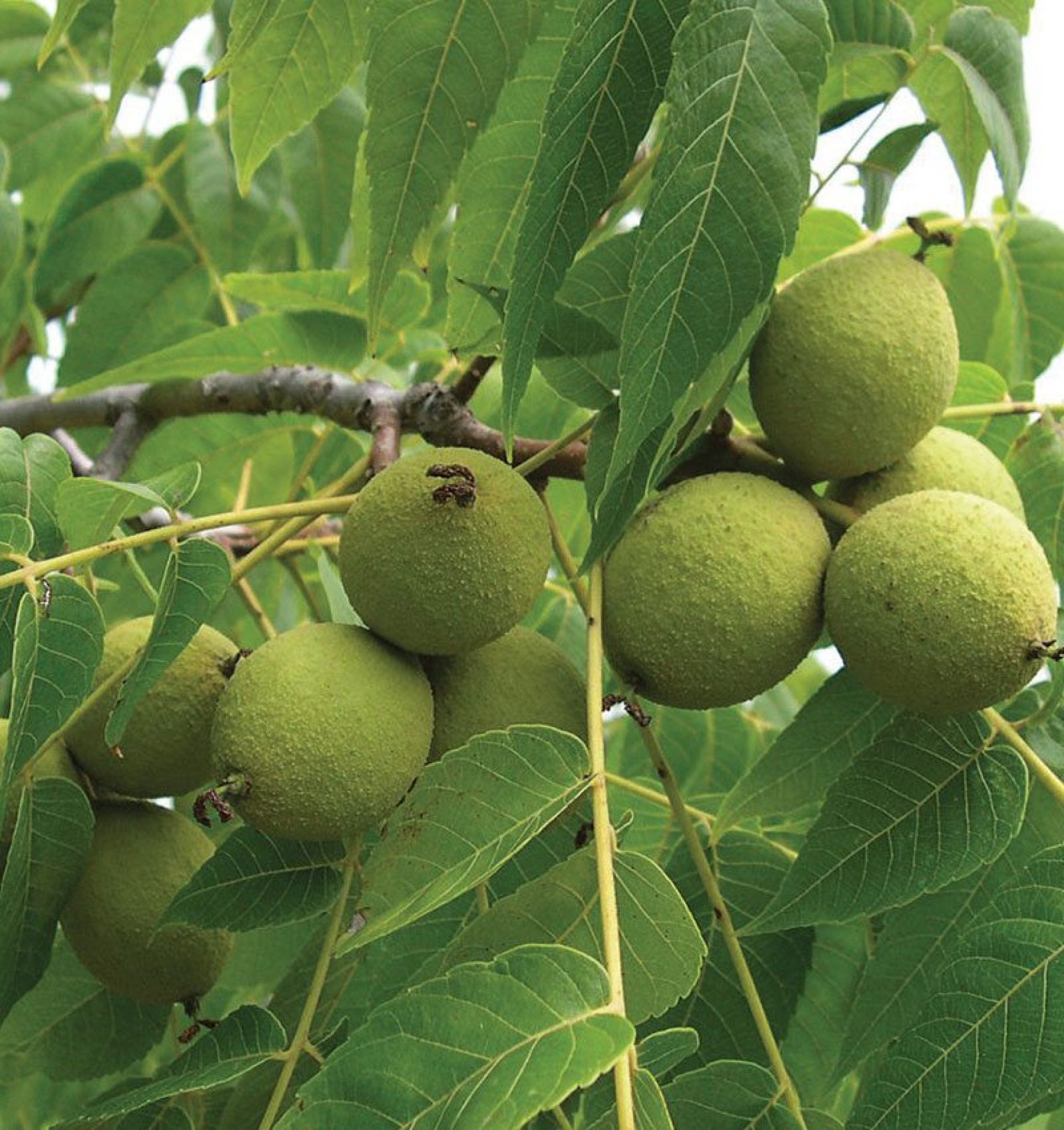 Buy Walnuts (Akhrot) plant » GETSVIEW MARKET