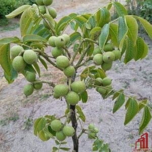 Walnut Tree - GETSVIEW Market