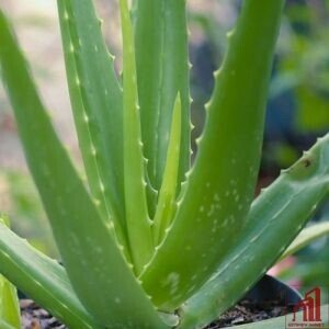 Aloe Vera Plant Price in Bangladesh