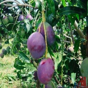 American Palmer Mango Plant For Sale in BD