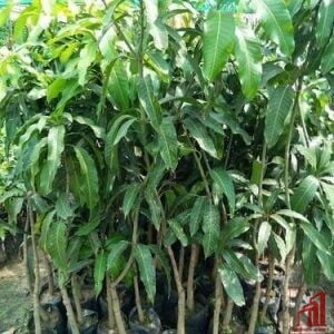 Amrapali Mango Plant For Sale in BD