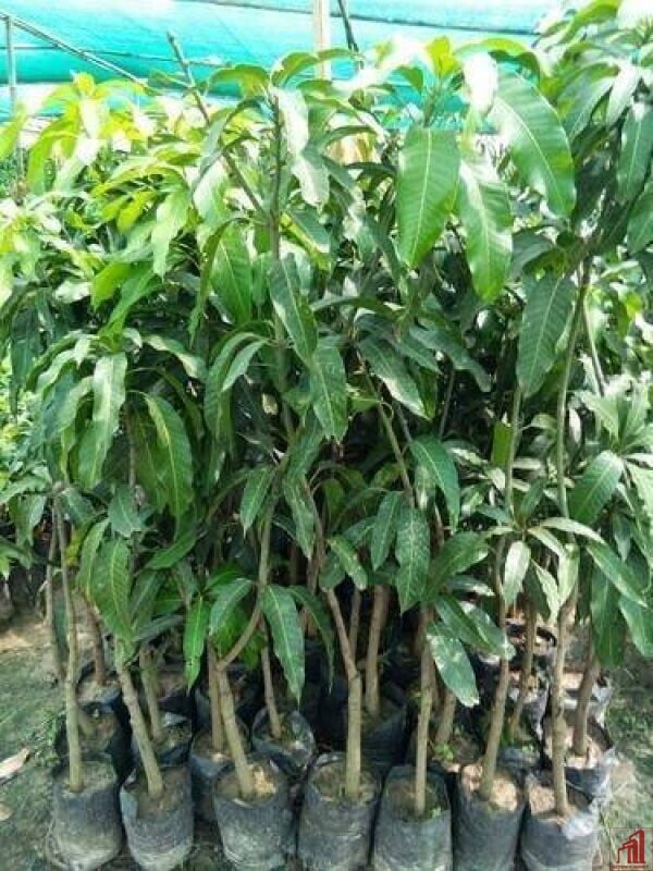 Amrapali Mango Plant For Sale in BD