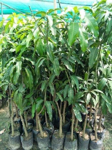 Amrapali Mango Plant For Sale in BD