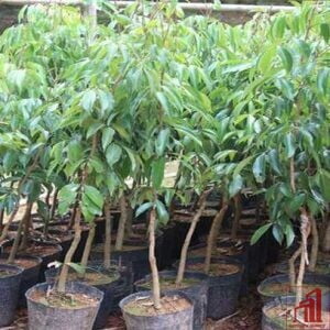 Bombay Litchi Plant For Sale in Bangladesh