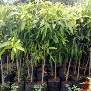 Himsagor Mango Plant For Sale BD