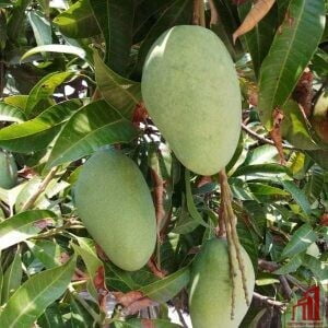 HoneyDew Mango Plant For Sale in BD
