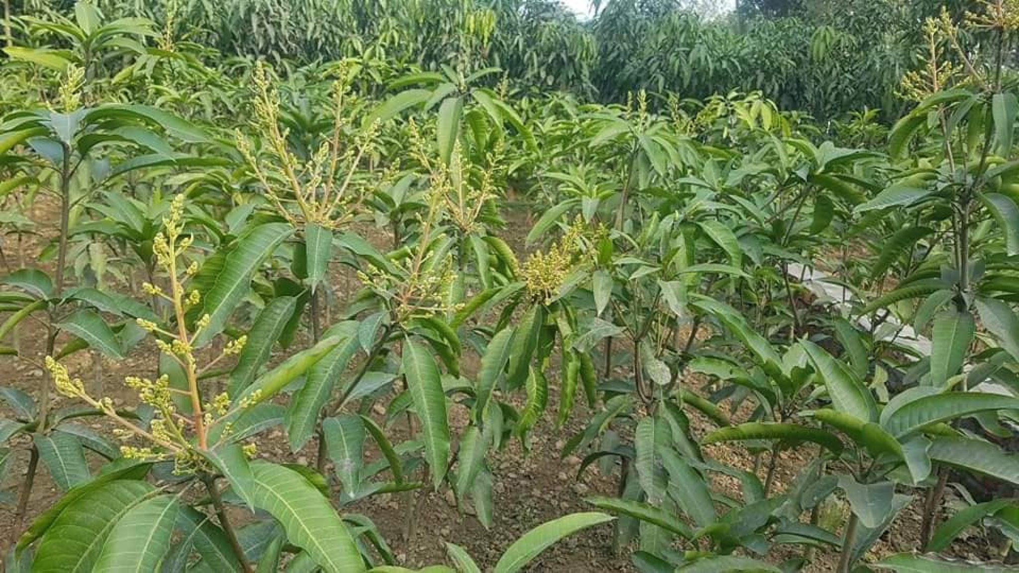 Buy Thai Katimon Mango Plant (12month) » GETSVIEW MARKET