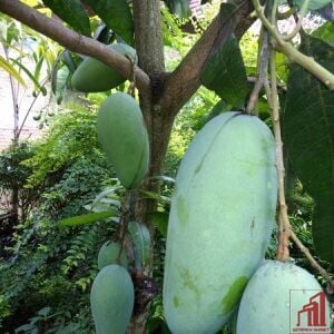 Kiojay Mango Plant Price in Bangladesh