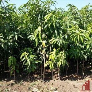 Langra Mango Plant For Sale in Bangladesh - GETSVIEW Market