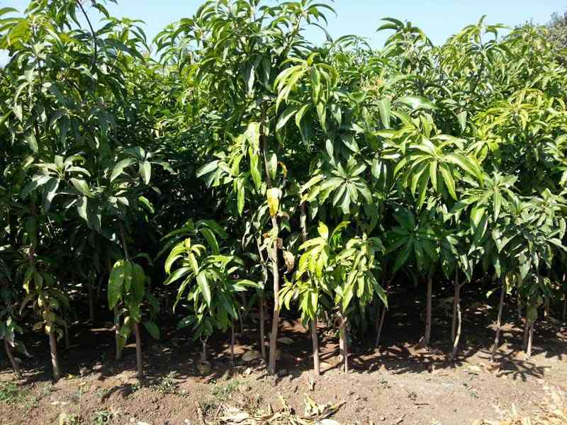 Langra Mango Plant For Sale in Bangladesh - GETSVIEW Market