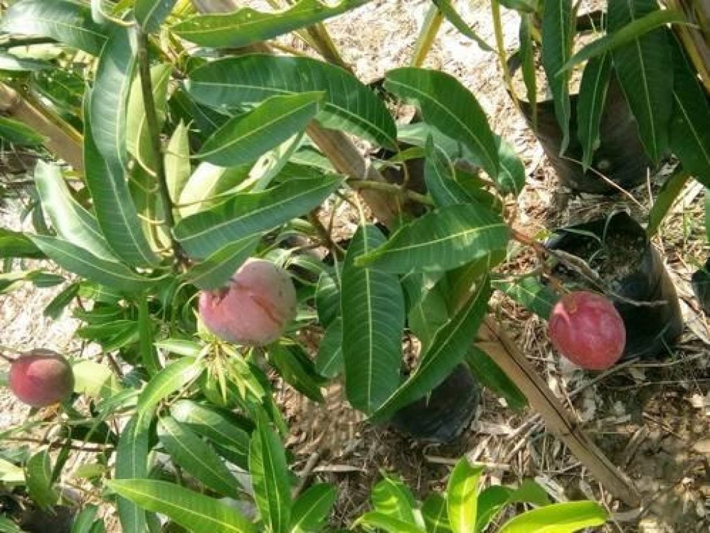 Buy Miyazaki (Surjodim) Mango Plant » GETSVIEW MARKET
