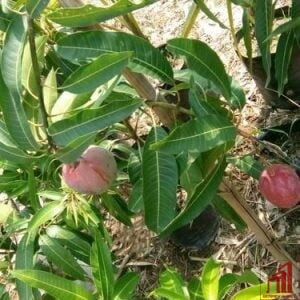 Miyazaki Mango Plant For Sale in BD