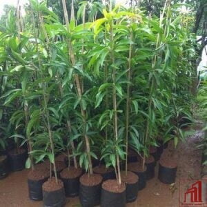 Nam Dok Mai Mango Plant For Sale in Bangladesh