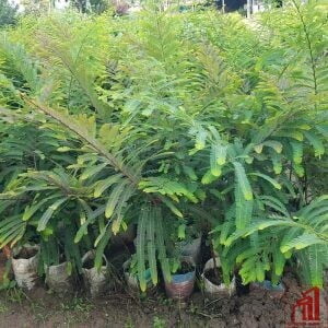 Amla (Amloki) Plant For Sale in BD - GETSVIEW Market