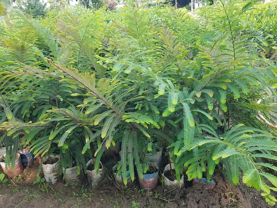 Amla (Amloki) Plant For Sale in BD - GETSVIEW Market