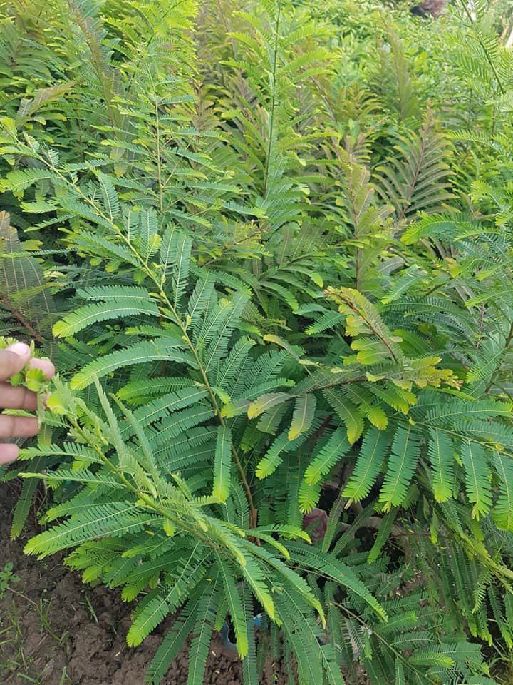 Amla Plant For Sale in Bangladesh - GETSVIEW Market