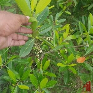 Thai Sweet Olive Plant For Sale in Bangladesh - GETSVIEW Market