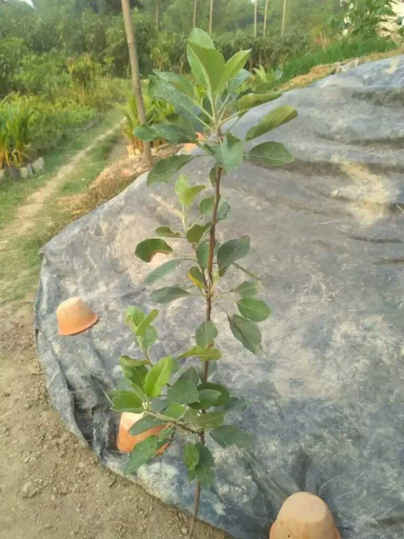 Buy HRMN 99 Apple Plant » GETSVIEW MARKET
