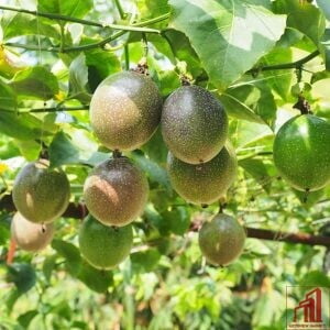 Buy Passion Fruit Plant BD