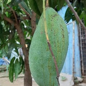 Brunei King mango plant for sale in Bangladesh.