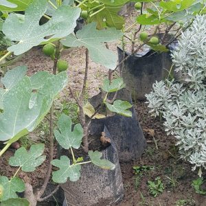 Egyptian Sweet Fig Plant For Sale in Bangladesh