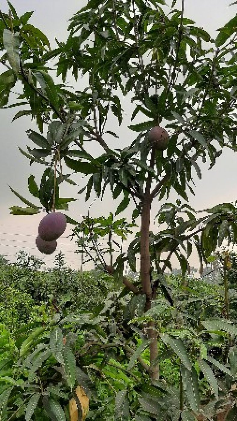 Buy Miyazaki (Surjodim) Mango Plant » GETSVIEW MARKET