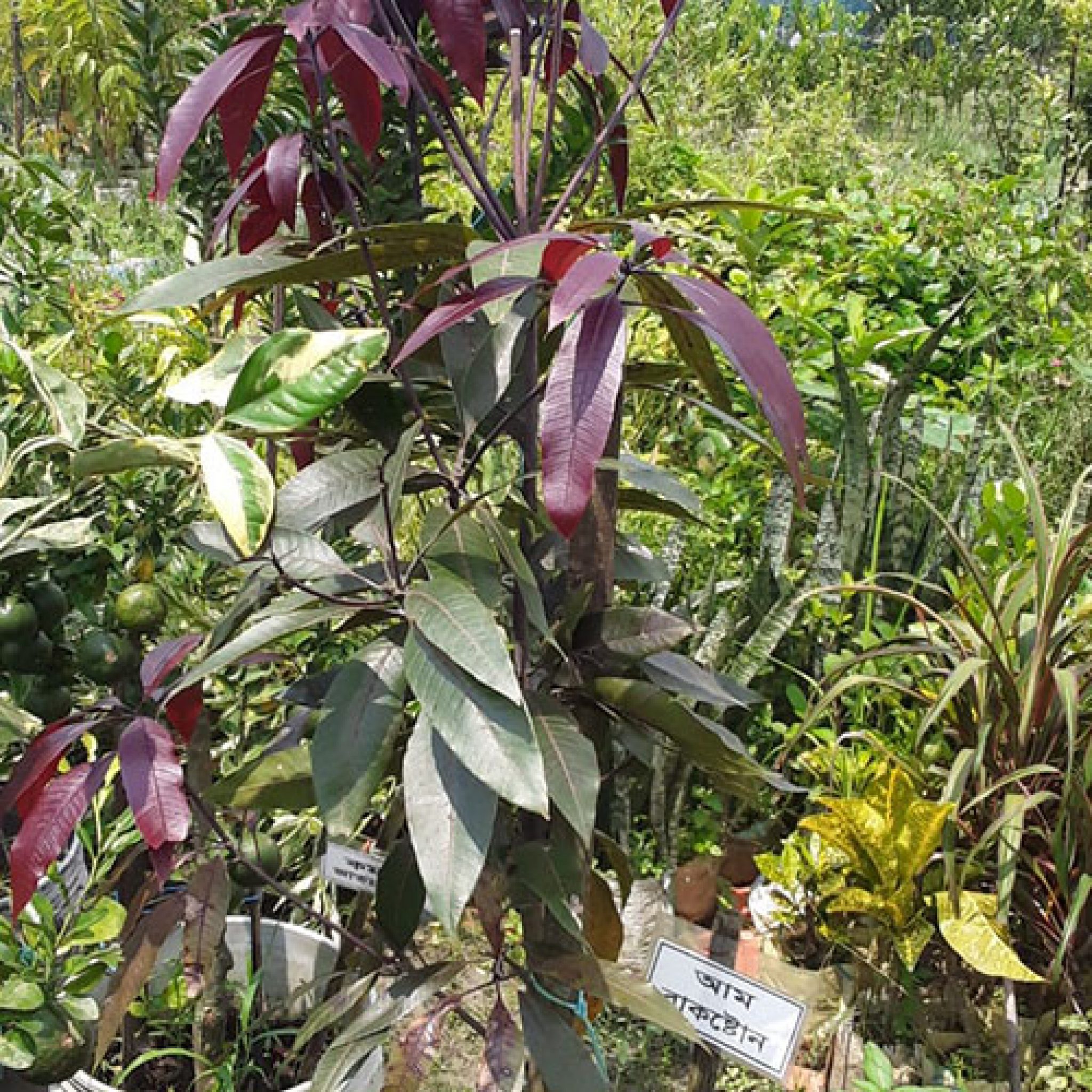 Buy Black Stone Mango Plant » GETSVIEW MARKET