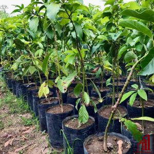 brazilian avocado plant for sale in Bangladesh