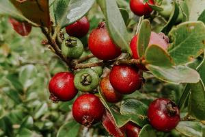 Guava Plants