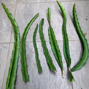 dragon fruit plant cutting for sale