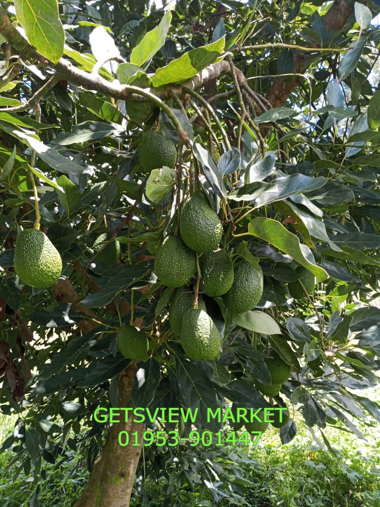 Buy Avocado Fruits - GETSVIEW MARKET
