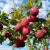 Common Plum (Alu Bokhara) Plant