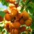 Apricot plant