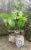 Avocado (Seed) Plant