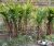 Black Cardamom Plant