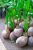 Kerala Coconut Plant