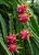 Dragon Fruit Plant