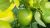 Key lime (Kagoji Lebu) Plant